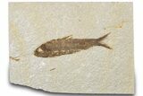 Bargain, Fossil Fish (Knightia) - Wyoming #307157-1